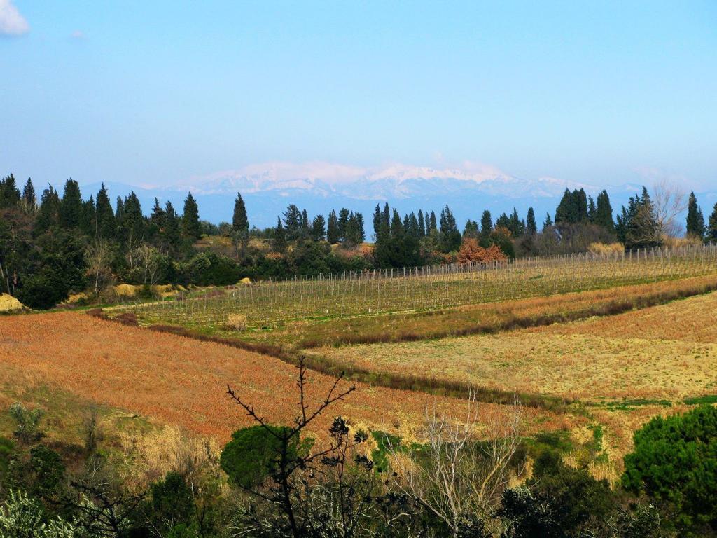 Agriturismo Martignana Alta Empoli Exterior photo